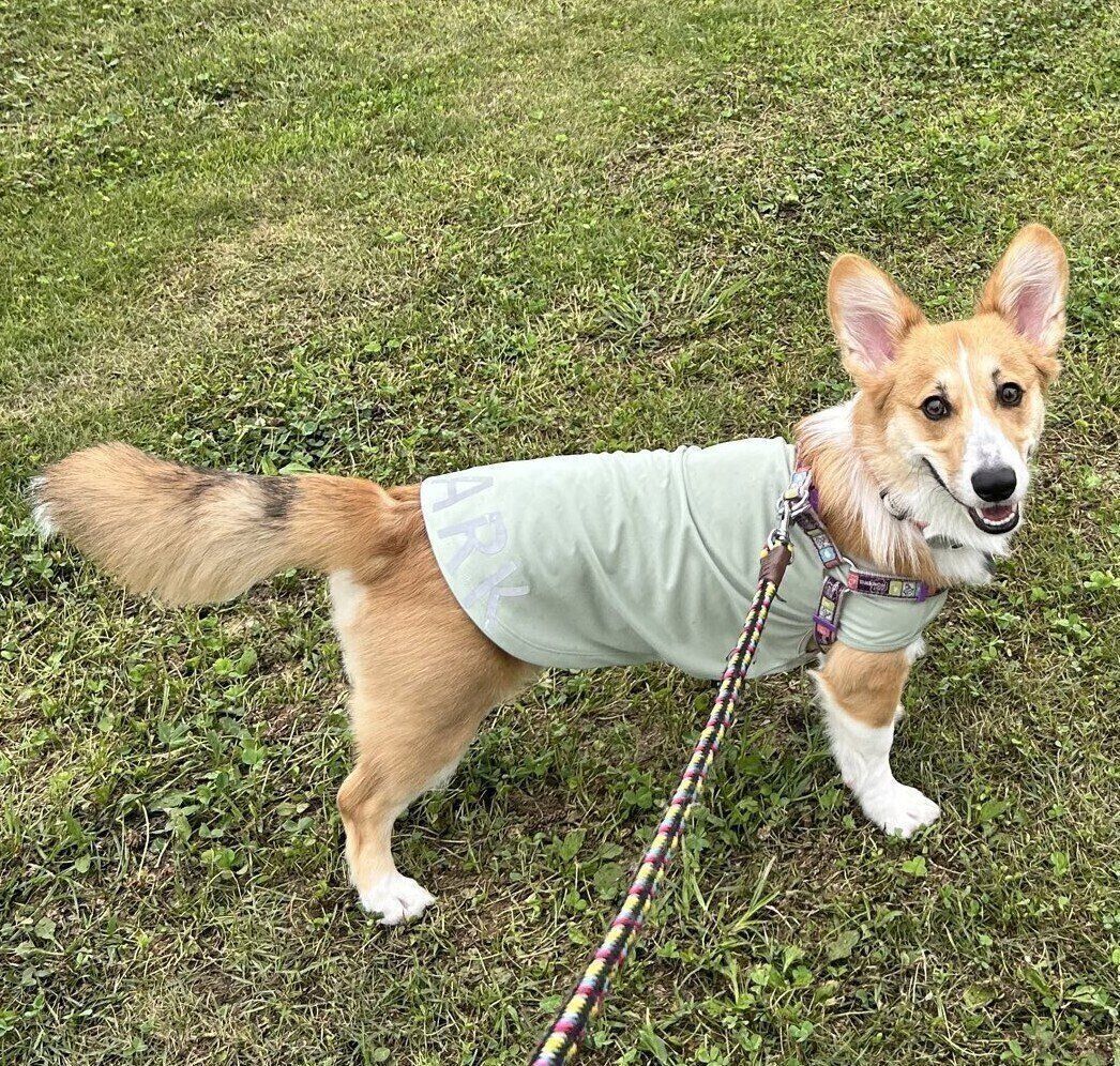 笑顔の表情のコーギー