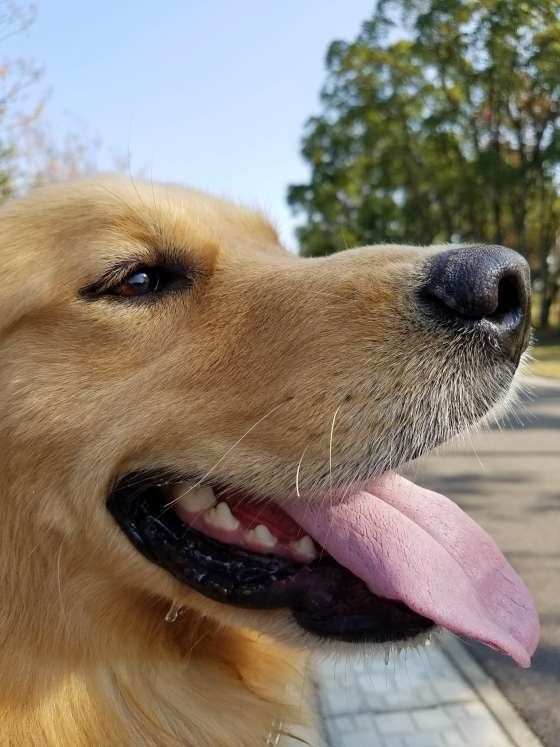 ゴールデン・レトリーバーのチャオくん