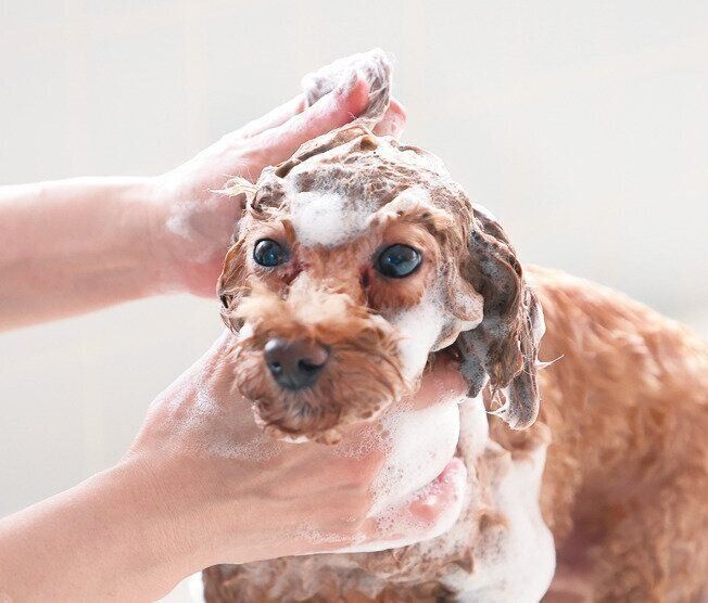 耳はやさしくもむように洗って