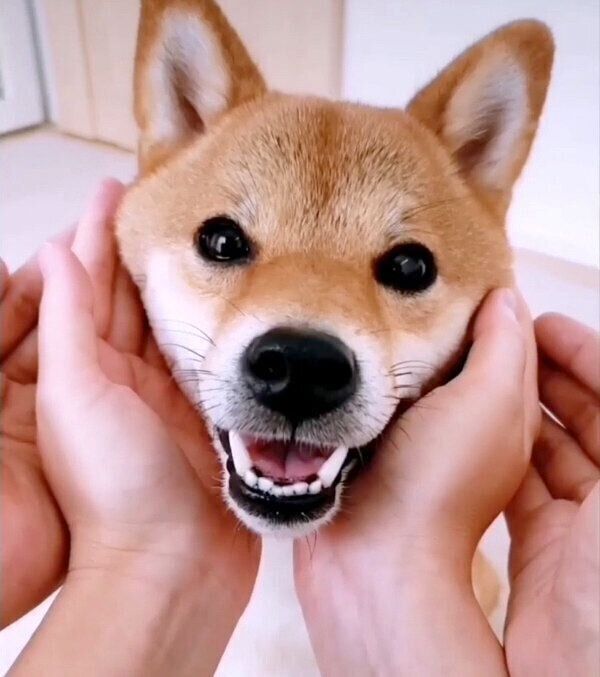 笑顔のコマリちゃん