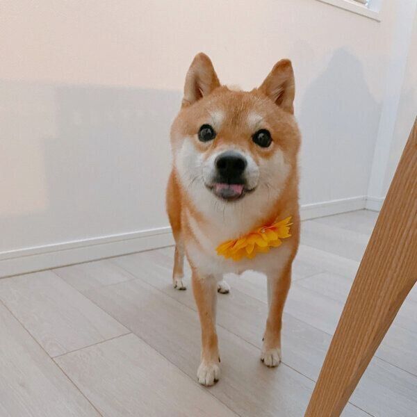 トリミングサロンに行ってきたちくわくん