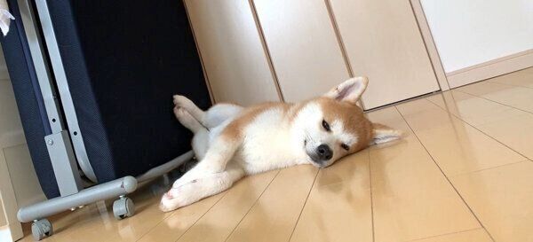 くつろぐきなこちゃん