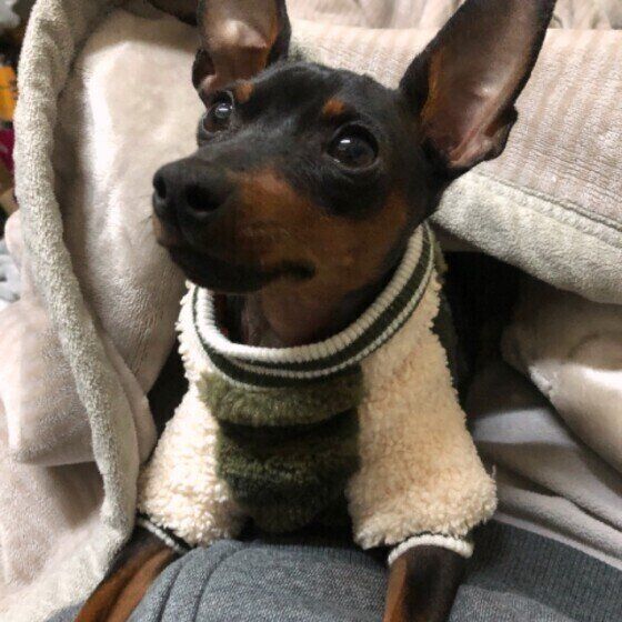 ミニチュア・ピンシャーの鼓竜くん