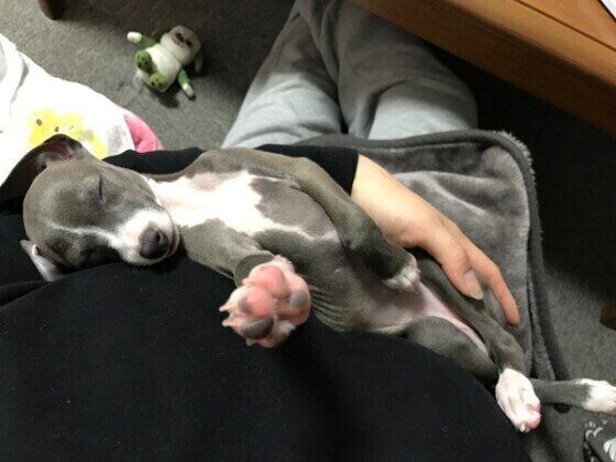 イタリアン・グレーハウンド