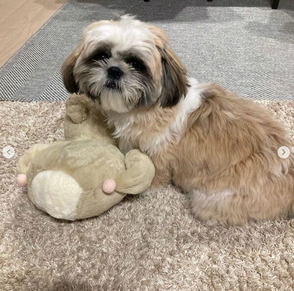 ぬいぐるみが好きなほっぷくん