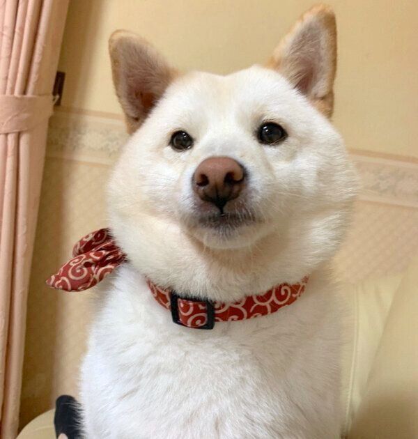 見つめるだいふくさん