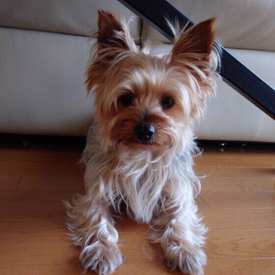 ヨークシャー・テリアのたくくん