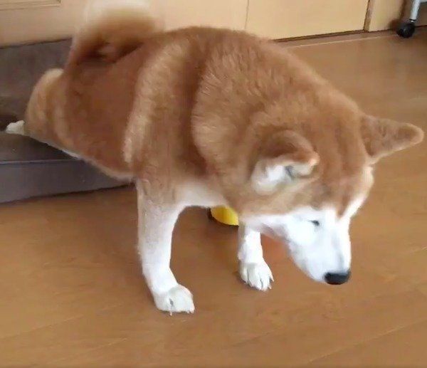 伸びをするロペさん