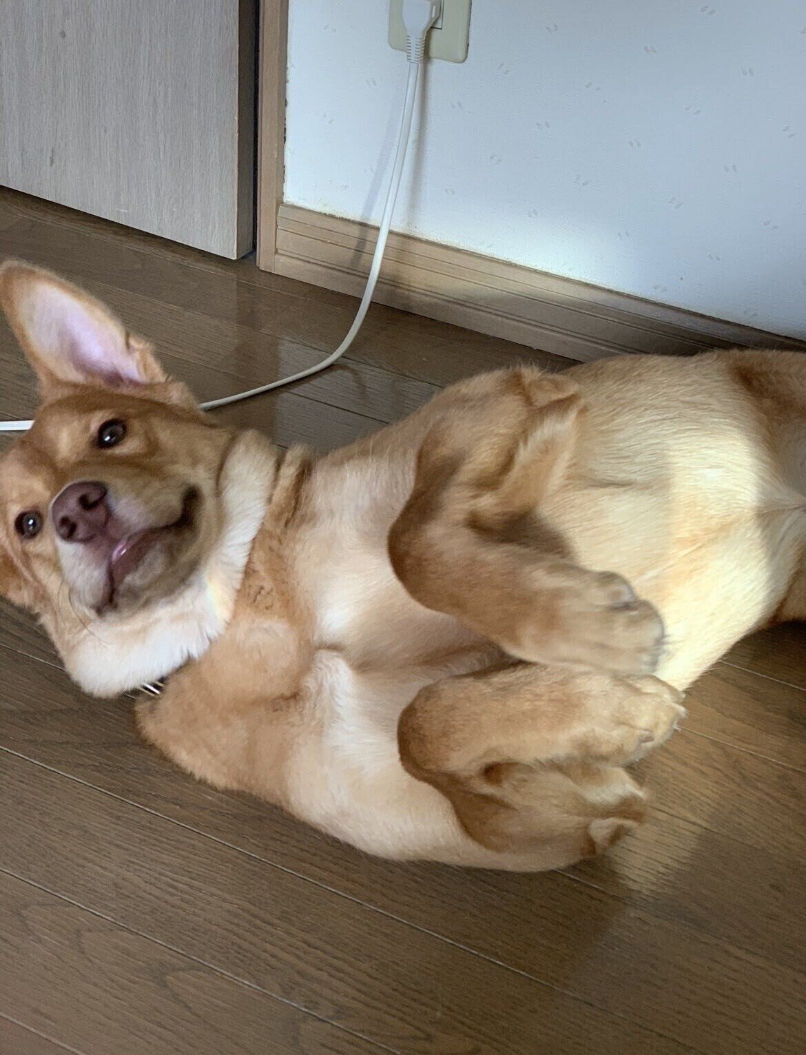 ゴロ～ンとおなかを見せ、大好きなおやつを待つ貫太朗くん