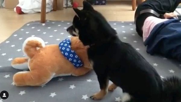 ぬいぐるみを振り回す豆柴