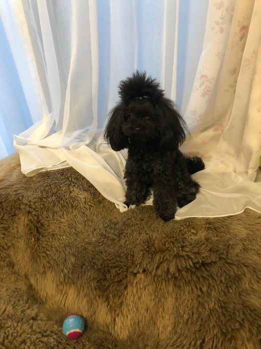 トイ・プードルのargentoちゃん