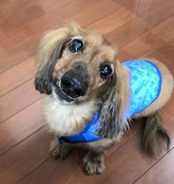 ひんやりベストを愛犬に着せてみた