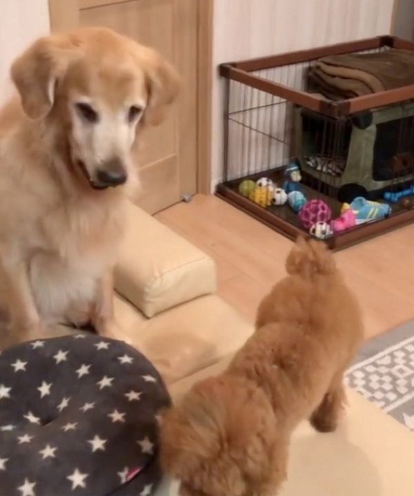 おやつをもらうゴールデン・レトリーバーとトイ・プードル