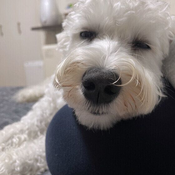 あごのせでくつろぐぽぽくん