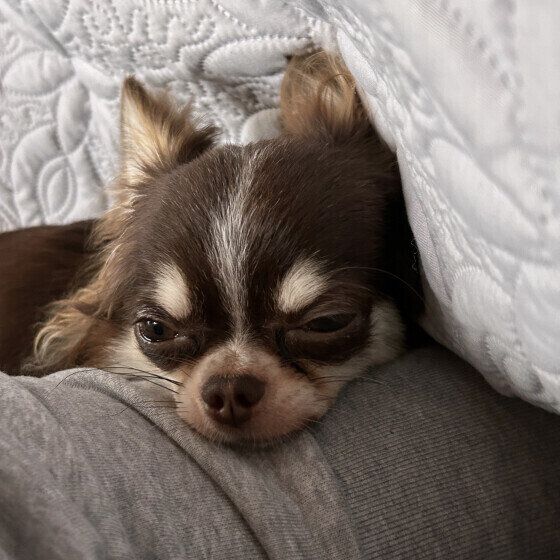 天誠くん（チワワ）