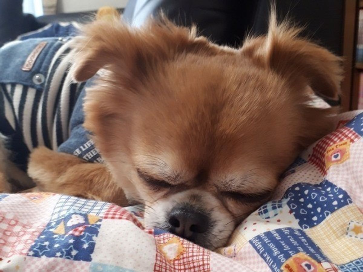 ギネス記録も 獣医師が教える チワワの寿命と長生きの秘訣 いぬのきもちweb Magazine ギネス記録も 獣医師が教える チワワの寿命と長生きの秘訣 いぬのきもちweb Magazine