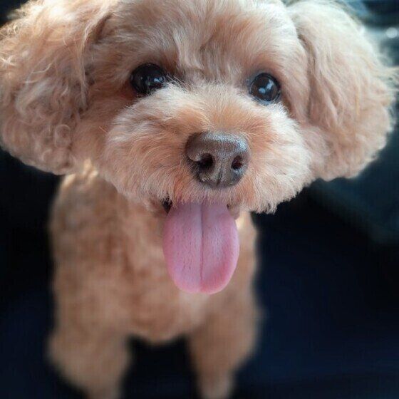 トイ・プードルのモコちゃん