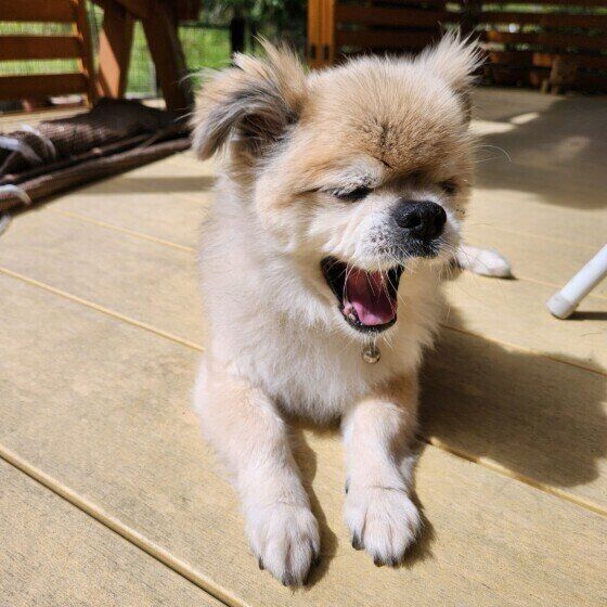 犬のあくびには種類がある? 眠気・ストレス・病気のあくびの見分け方 いぬのきもち
