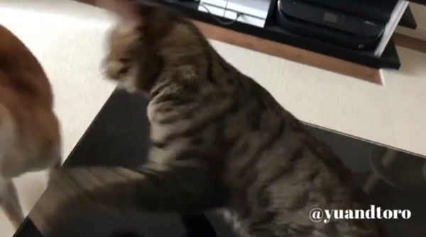 猫パンチをするとろくん