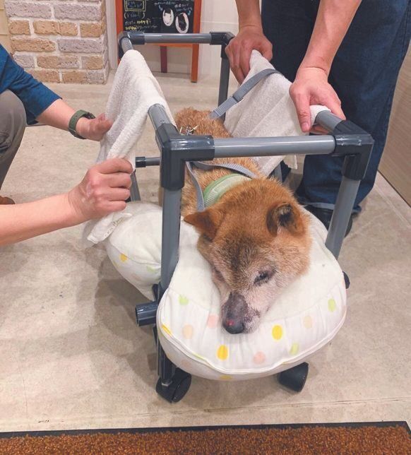 お松くんは、シニアで認知症だったため、なないろで余生を過ごすことに。ほかの飼い主さんが手作りの車いすを寄贈