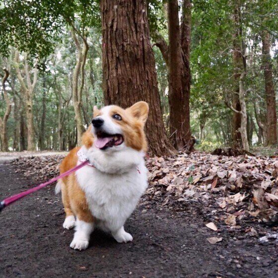 森の中を散歩するコーギー