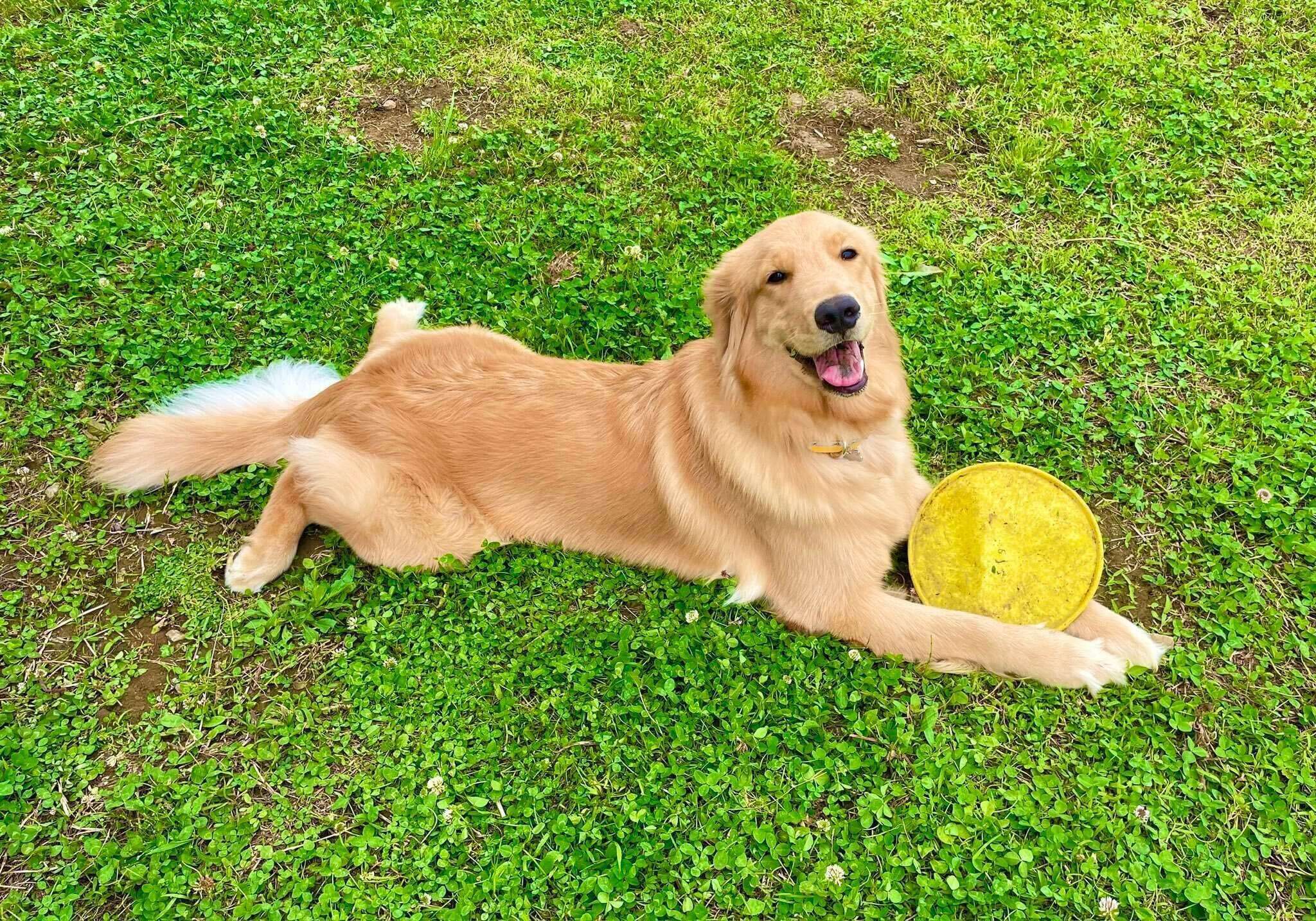 「お庭とフリスビーが大好き」なれも吉ちゃん