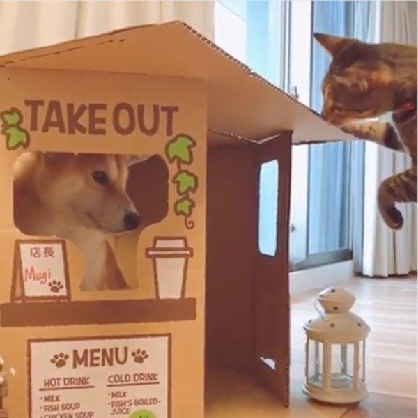 店が壊されちゃった柴犬