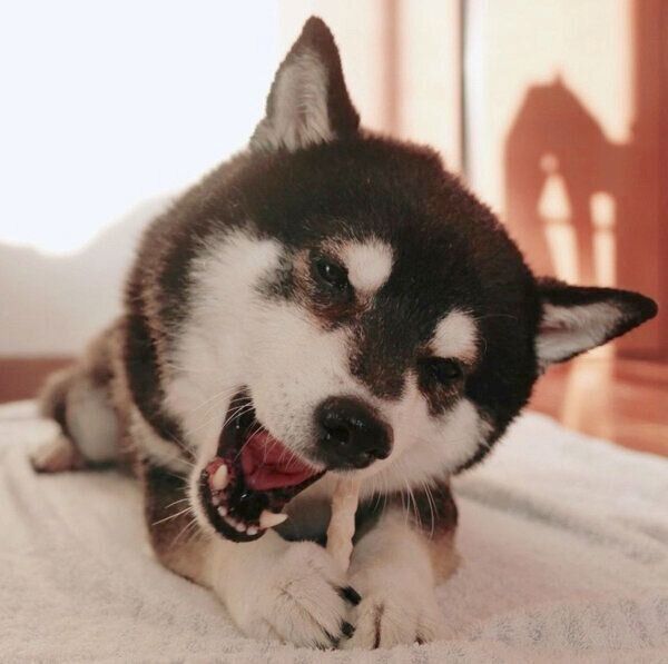 ガムを食べる豆太郎くん