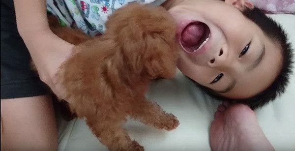 坊やとトイ・プードル