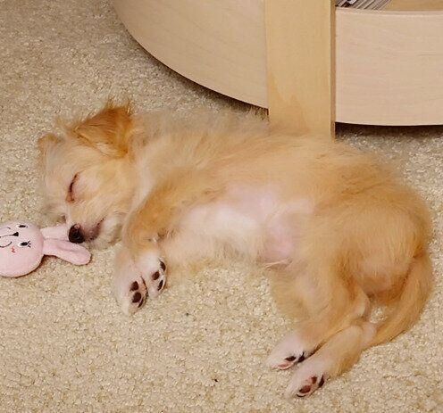 トライアルではじめて家に来た日の犬（生後3ヵ月）