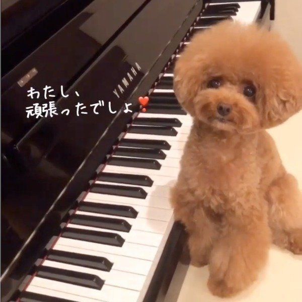 ピアノを弾くトイ・プードル