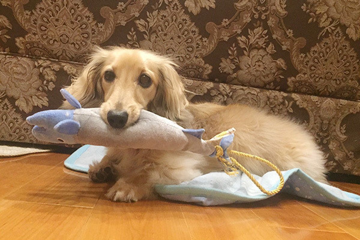 飼い主さんに対してマウンティングをする愛犬 理由と対策は いぬのきもちweb Magazine 飼い主さんに対してマウンティングをする愛犬 理由と対策は いぬのきもちweb Magazine