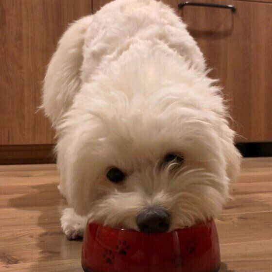 ゴハンを食べる犬