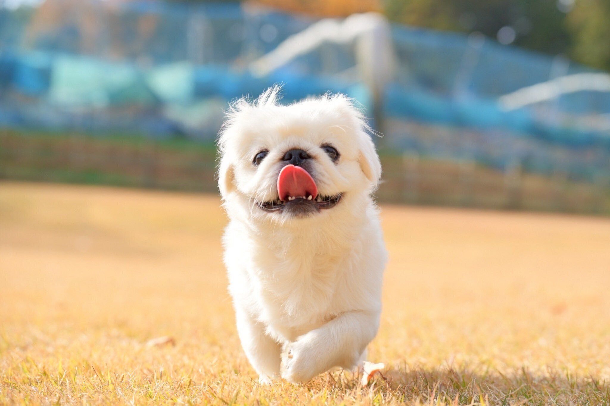 楽しそうなぺたろーくん