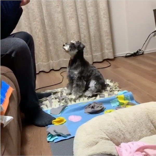 新技を披露するミニチュア・シュナウザー