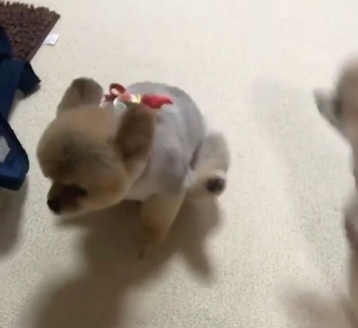 ポメちゃんがトリミング後に必ずする 謎行動 に反響 いぬのきもちweb Magazine ポメちゃんがトリミング後に必ずする 謎行動 に反響 いぬのきもちweb Magazine