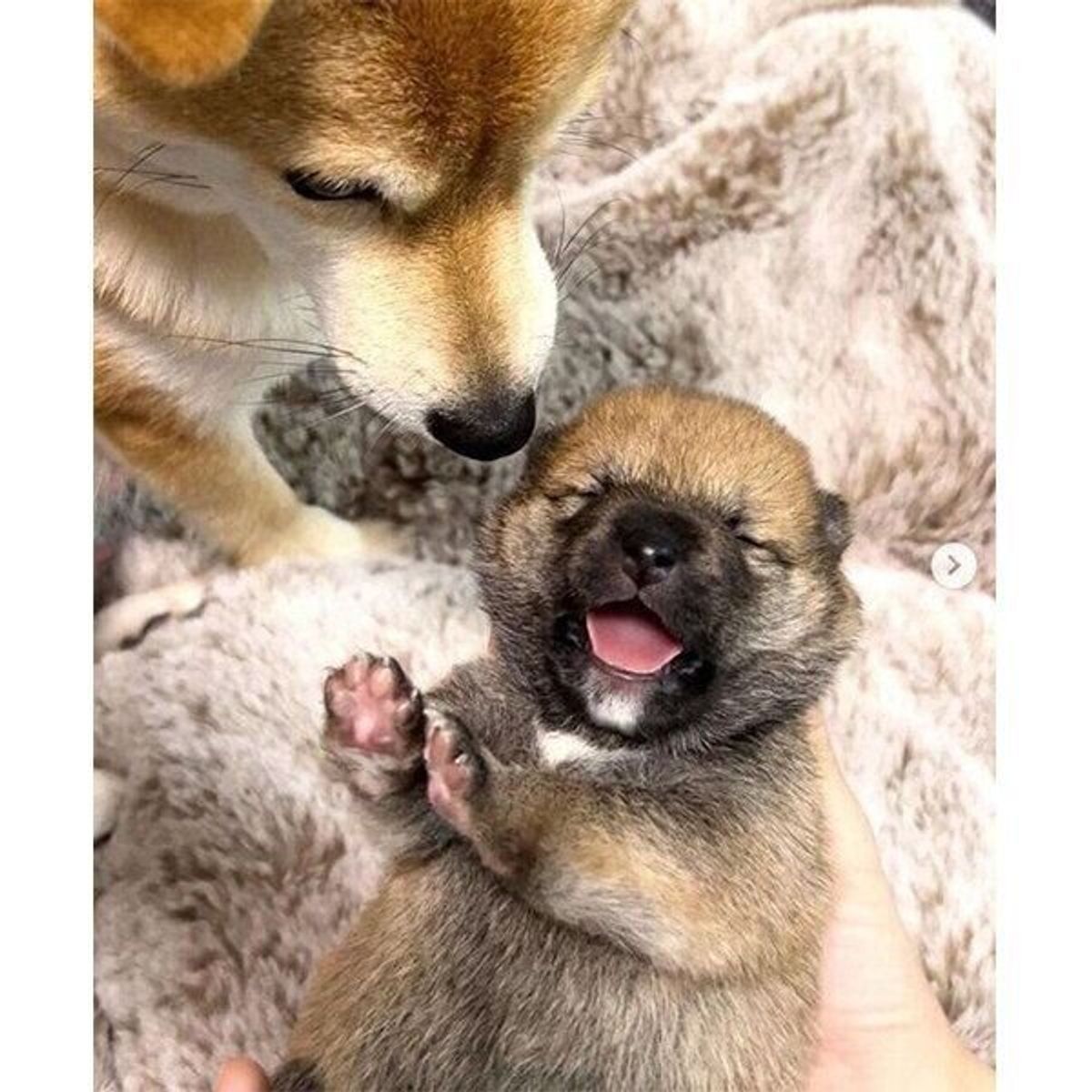 生後9日の子犬の 笑った瞬間 を激写 幸せあふれる光景が 可愛すぎて泣ける いぬのきもちweb Magazine 生後9日の子犬の 笑った瞬間 を激写 幸せあふれる光景が 可愛すぎて泣ける いぬのきもちweb Magazine