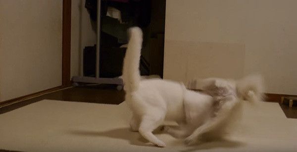 犬を投げ倒す猫