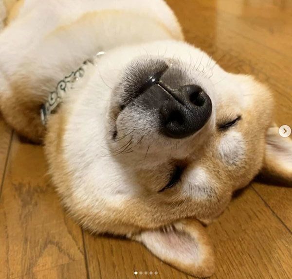 眠る柴犬
