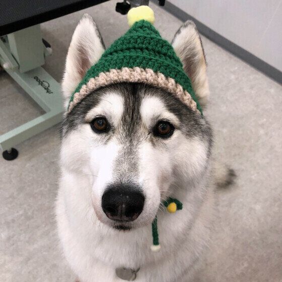 帽子をかぶったシベリアン・ハスキー