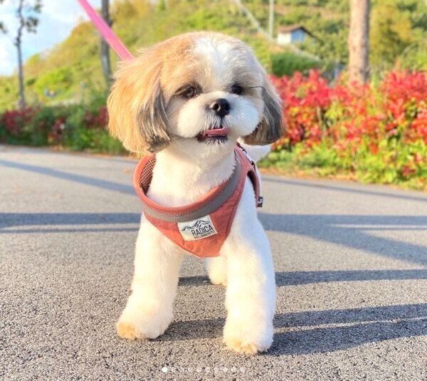 お散歩するつぶちゃん