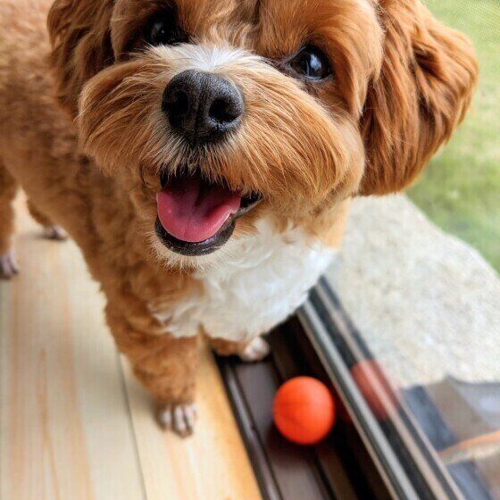 犬が見ているのはどんな世界？ 犬の視力が悪いといわれる理由 いぬのきもち