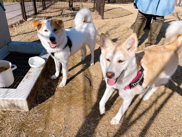 ドッグランで遊ぶクーちゃん、ボーくん