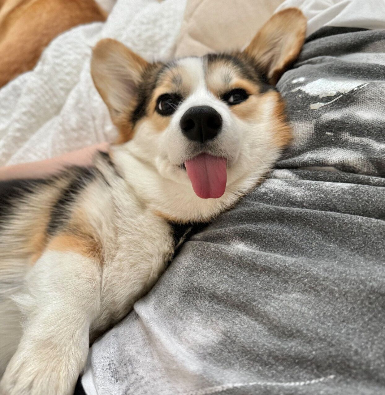 まったりするポルテちゃん