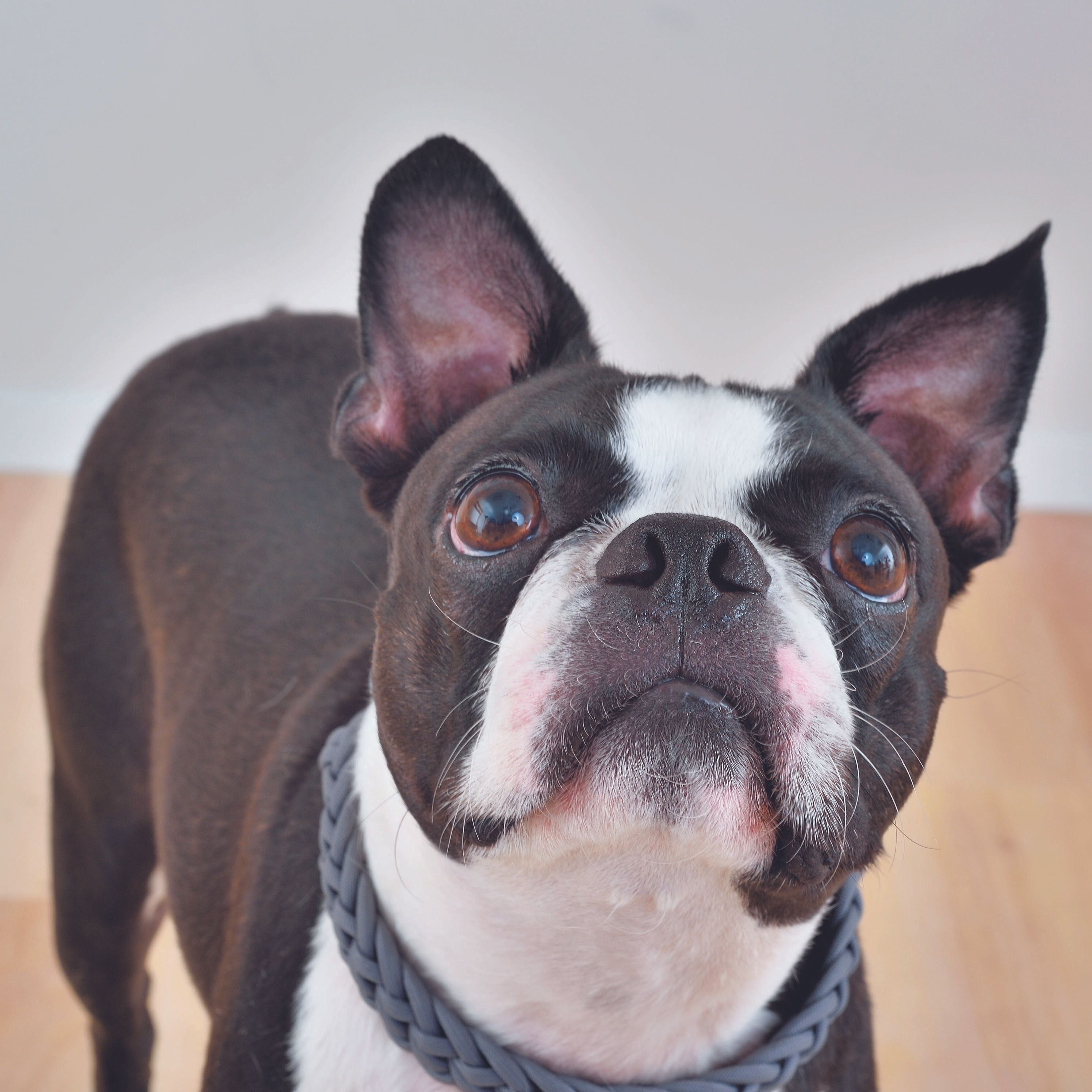 犬に鼻毛はない