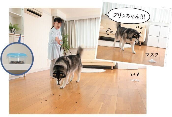 おやつを拾う犬