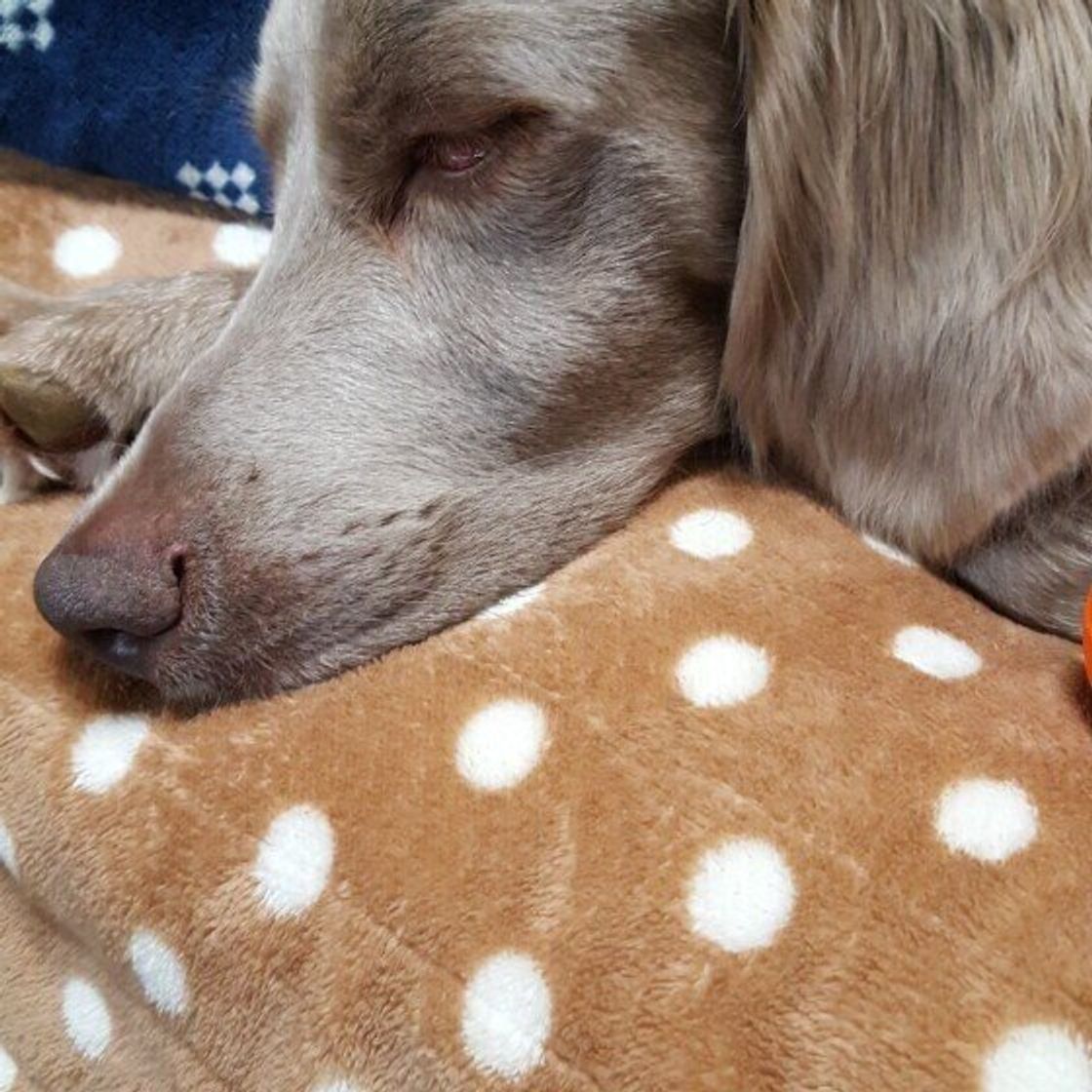 ワイマラナーの特徴と性格 飼い方 価格相場など 犬図鑑 いぬのきもちweb Magazine ワイマラナーの特徴と性格 飼い方 価格相場など 犬図鑑 いぬのきもちweb Magazine