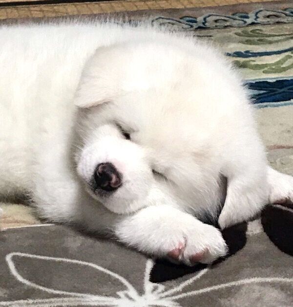 お迎えした日の心くん