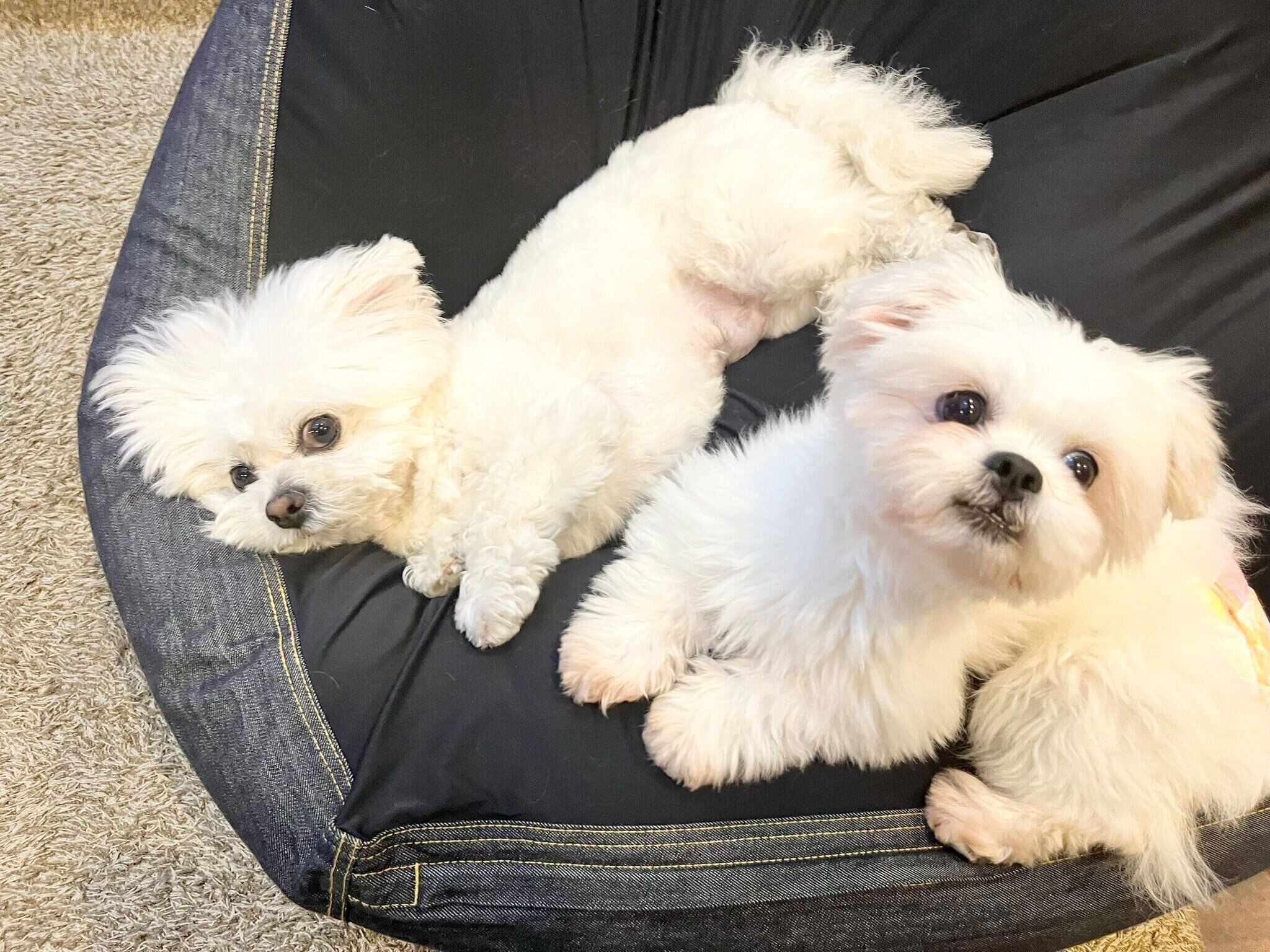 仲良くまったりするわむうくん、チーズちゃん