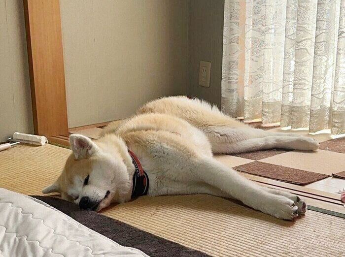スヤスヤ眠るりんちゃん